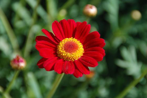 De volwassene weet het al Bloemen zijn rood, de lucht is blauw. Dit is een.vie vierkant. Kijk maar naar mij. Nee, zo niet.