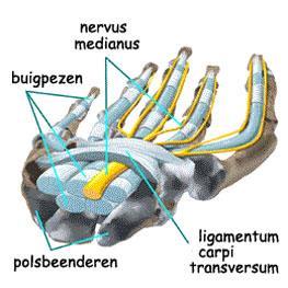 Figuur 2 n.medianus met flexorpezen en ligamentum carpi transversum Ter hoogte van de pols is het belangrijk om de n. medianus (figuur 2 en 3) te onderscheiden van de flexor pezen.