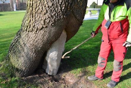 2 Bedreigingen voor (veteraan)bomen 2.1 Beschadiging Een wonde in een boom ontstaat wanneer de natuurlijke beschermende lagen worden beschadigd.