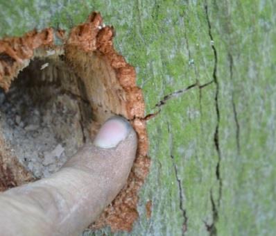 Nog een oorzaak van mechanische beschadiging is het foutief snoeien van een boom. Takken kunnen inscheuren bij het snoeien, bepaalde snoeiwonden zijn veel te groot.