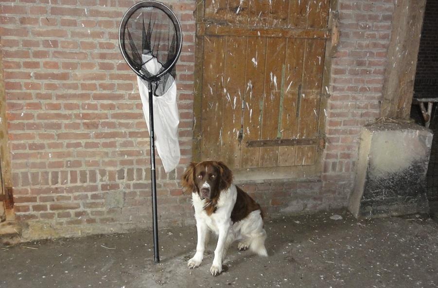 Foto Jan de Jong, Joure 15-07-2017. De hond houdt de wacht in de schuur bij het schepnet voor kleine ruimten.