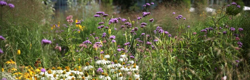 Nogmaals voordelen prairie tuin Is milieu vriendelijk door: Geen bestrijdingsmiddelen nodig. Geen beregening nodig. Trekt bijen, vlinders en andere insecten aan.