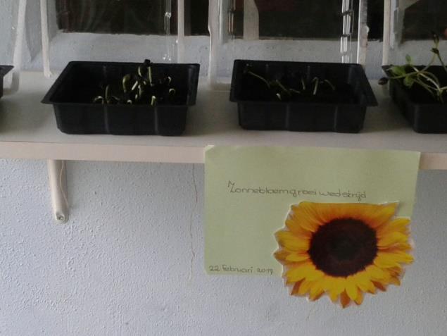 Zonnebloemen planten Corrie en Lolkje hebben met de kinderen zaadjes van de zonnebloem geplant.