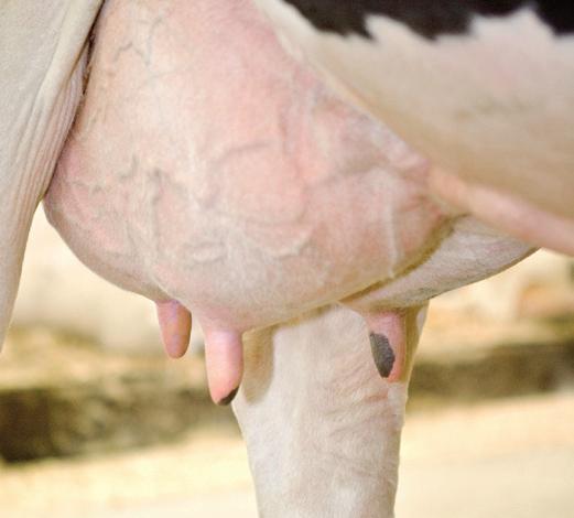 Het draait om melkkwaliteit Een goede voorbehandeling levert resultaat op Borg melkkwaliteit en diergezondheid: beperk de verspreiding van bacteriën