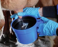 Waarom voorbehandelen? Check het uier en de melk Kijk of er geen vlokken, bloed, etc.