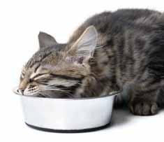 Wat kun je zelf doen? TIPS: > Katten die uitsluitend droogvoeding krijgen, drinken over het algemeen vaak te weinig. Voor katten met nierproblemen is vochtopname extra belangrijk.