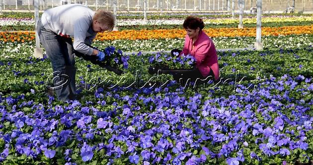 Groene productie Eigentijds en duurzaam ondernemen in de groene sector. Plantaardige producten vermeerderen.