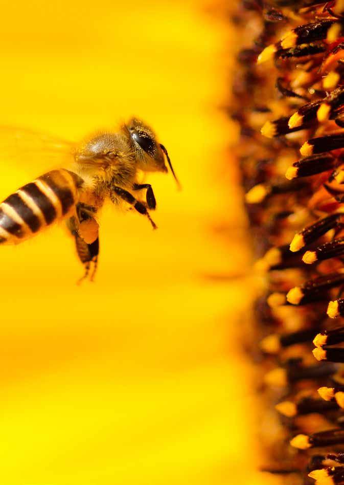 50 Hoe lobby en framing gemakslandbouwgif buiten beeld hielden Neonicotinoïden zijn de meest giftige én meest populaire insecticiden ter wereld.