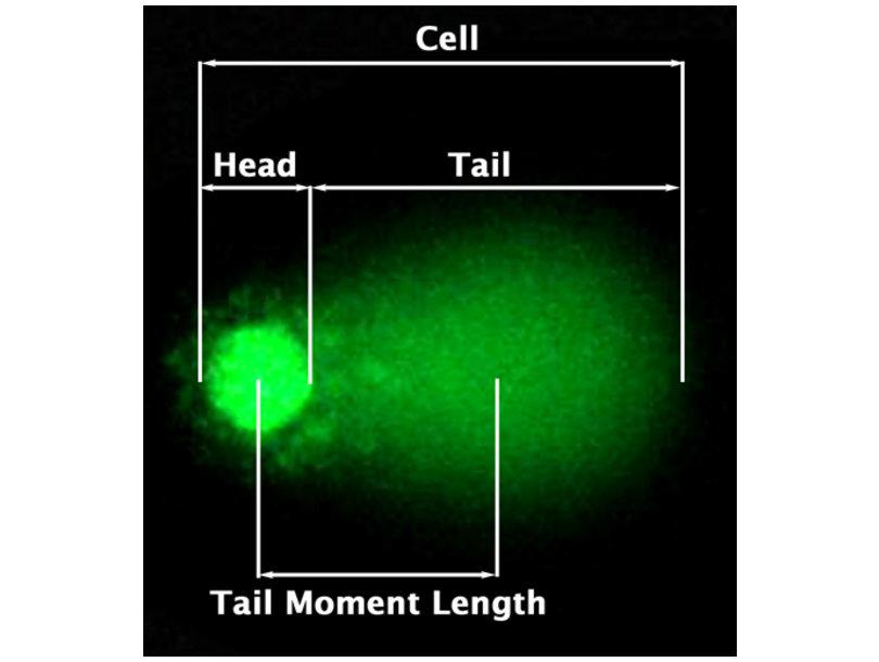 Comet Assay: DNA strengbreuken visualiseren Lengte comet staart is proxy voor