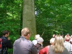 Inherente beheercontinuïteit = Duidelijk en overtuigend productiedoel Grote variatie aan boomsoorten Permanent structuurrijk Aftakelende en dode bomen = OAD OAD Netwerk Oude, aftakelende en dode