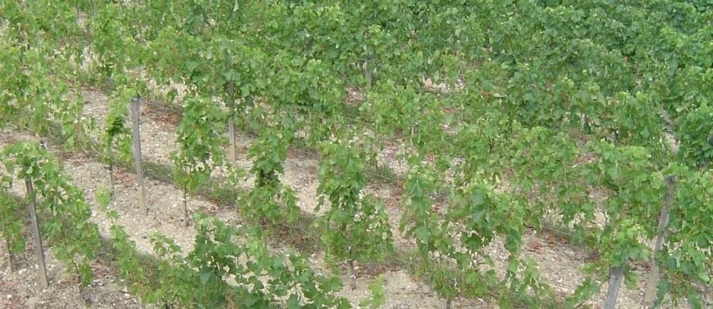 (aanslibbingsgronden, palus in Bordeaux) kleibodem: veel water en voeding; overproductie Bodem enkele