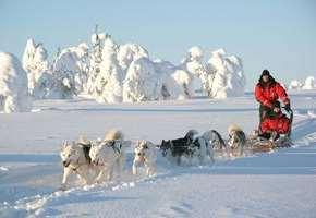 Optioneel: Nachtelijke sneeuwscootersafari: Voor wie z n Lapland ervaring nog wat avontuurlijker wil maken kan facultatief deelnemen aan een nachtelijke sneeuwscootersafari.