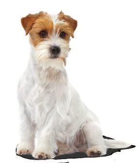 Gezonde natvoeding voor kleine honden Mini Junior Wet Stimuleert