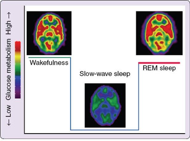 (Maquet et al, 1990) Hersenactiviteit