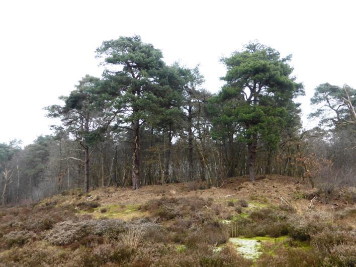 In de Haardennen heeft de afgelopen jaren het project 'Vipera verbindt' plaatsgevonden.