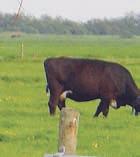 diergezondheid bevorderen Ontwikkeling van biodiversiteit; sloot/slootkant