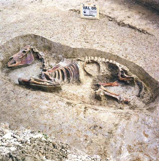 Paardenbotten Naast complete skeletten van paarden zijn ook geregeld losse botten gevonden. In het castellum vonden archeologen de botten van een 148 centimeter hoog, dus geïmporteerd paard.