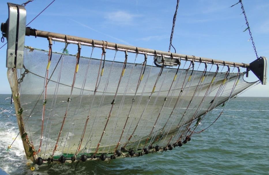 Pulse trawl - Shrimp Dutch Wadden Sea Year round monitoring