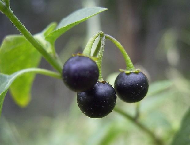 giftig Solanum nigrum zwarte