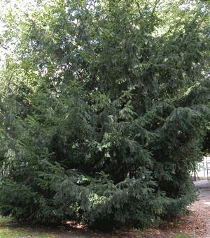 Taxus baccata taxus,