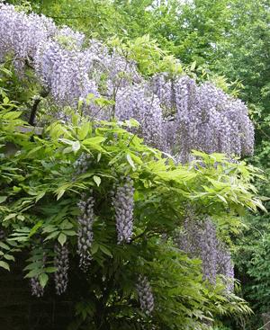 Wisteria sp.