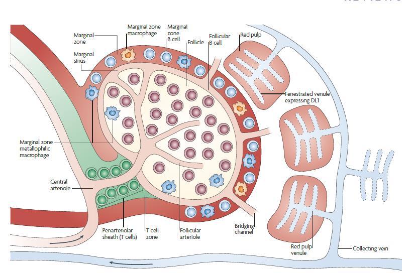 R-FACT kennis: Na splenectomie: 20x verlaagd risico op