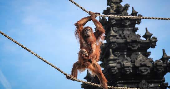 3 DE GROTE APEN: ONZE «BROERS» ZIJN IN GEVAAR! De primaten Primaten zijn een groep zoogdieren waartoe de apen en de maki s behoren. Hoe herken je ze? - Ze hebben altijd handen met vijf vingers.