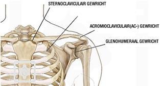 Gewrichten in de schouder regio Er zijn een aantal gewrichten in de schouder regio: De art. sternoclavicularis is een gewricht tussen de clavicula en het sternum (borstbeen).