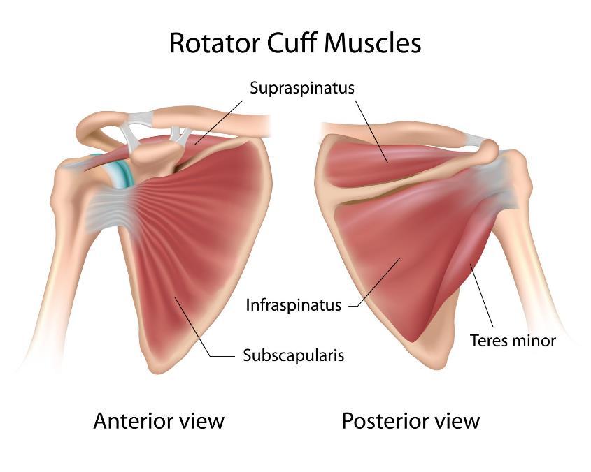 Stabiliteit Aan de stabiliteit van een gewricht kunnen een aantal zaken bijdragen: Het kapsel; De aanwezigheid van ligamenten; De botten van het gewricht.