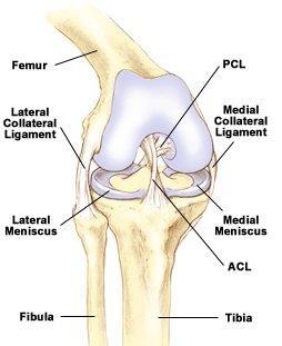 Kniegewricht Het kniegewricht is een zeer krachtig gewicht, want het moet veel druk kunnen verdragen. Het kniegewricht ligt heel oppervlakkig, waardoor het weinig bescherming heeft.