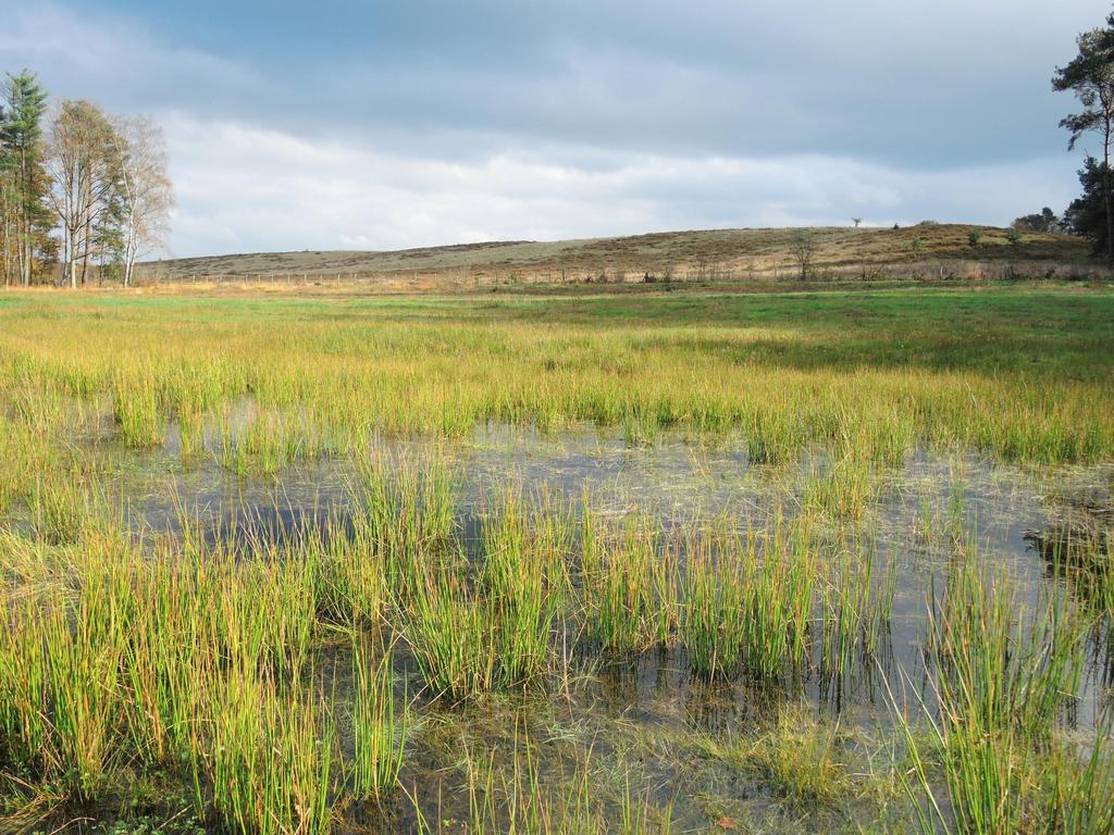 Grondwaterstroming Verschillen in waterkwaliteit hangen samen met diepte van de stroombanen.