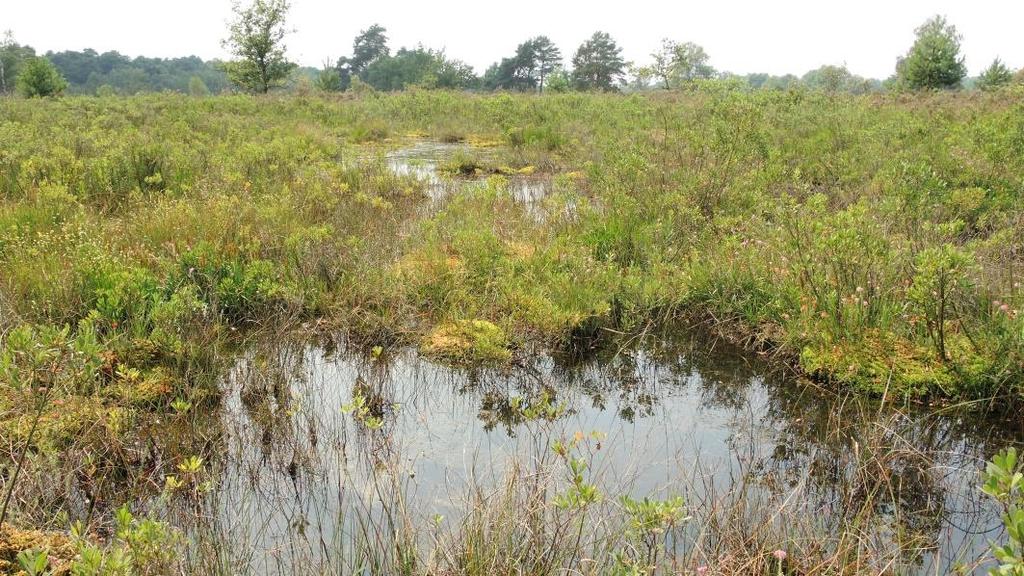 Europa zeldzaam De zeer zwak gebufferde wateren met