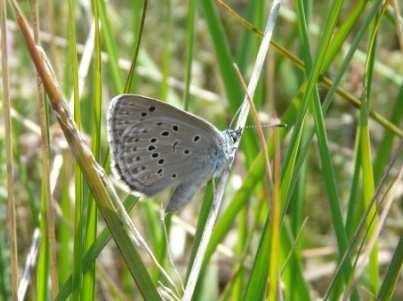 Hoofdstuk 2. Het gentiaanblauwtje In Nederland leeft het heidegentiaanblauwtje (Maculinea alcon ericae). Dit gentiaanblauwtje is een kenmerkende vlinder van natte heide en schraallanden.