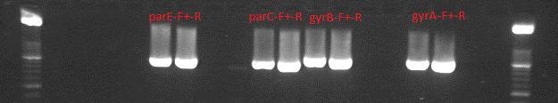 Conventionele PCRen Bijvoorbeeld PCR voor resistentie genen