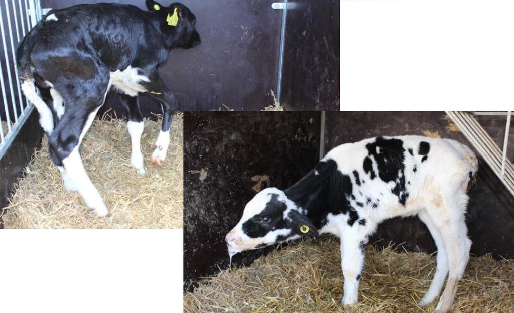 Mycoplasma bovis Belangrijke pathogeen in rundvee Veroorzaker van longontsteking mastitis gewrichtsontsteking Oorontsteking Geen vaccin beschikbaar Bacterie zonder