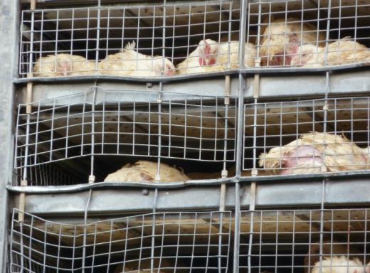 Tijdens inspecties ziet Eyes on Animals met regelmaat kratten of containers die kapot zijn en kippen hierdoor