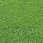 Voetbalvelden gezaaid ProNitro gecoat graszaad zijn sneller bespeelbaar, terwijl zodentelers hun product sneller kunnen snijden minder straatgras.