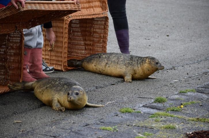 Vrijlaten zeehonden door zeehondenopvang Eemsdelta (foto: Facebook).