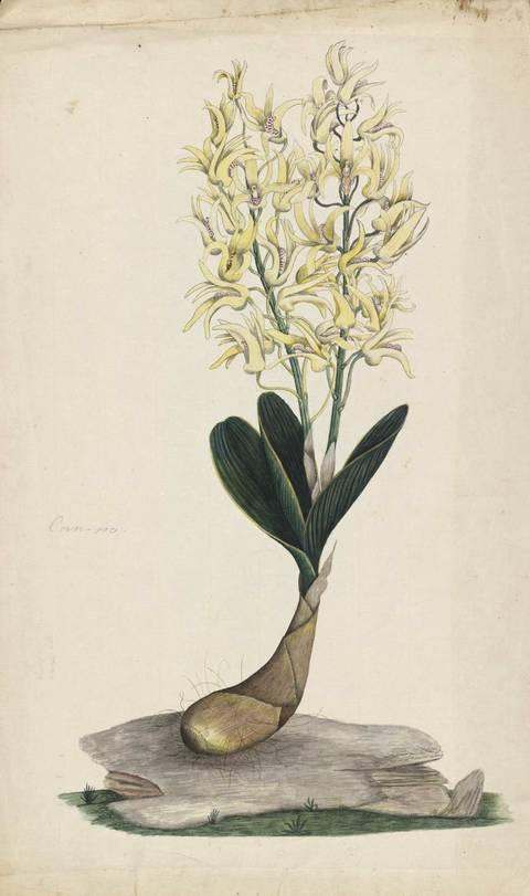 Rock Lily - Dendrobium speciosum