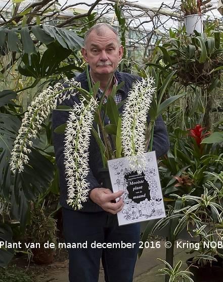 PLANT VAN DE MAAND DECEMBER 2016 Winter is de tijd van de Dendrobium speciosum. En dat levert vaak spetaculaire planten op.