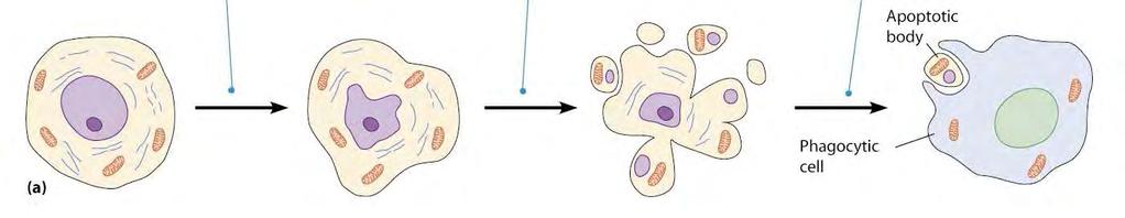 Wat is gerichte celdood of apoptose Een gereguleerd proces om ongewenste cellen te verwijderen GFP Prikkel, beslissing, uitvoering in de cel Afbraak