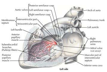 en ventrikels Filteren van snelle atriale ritmes (nodale anti aritmica) backup pacemaker, 40 à 60/min (junctioneel escape) Retrograde geleiding mogelijk