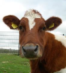 de boerderijdieren