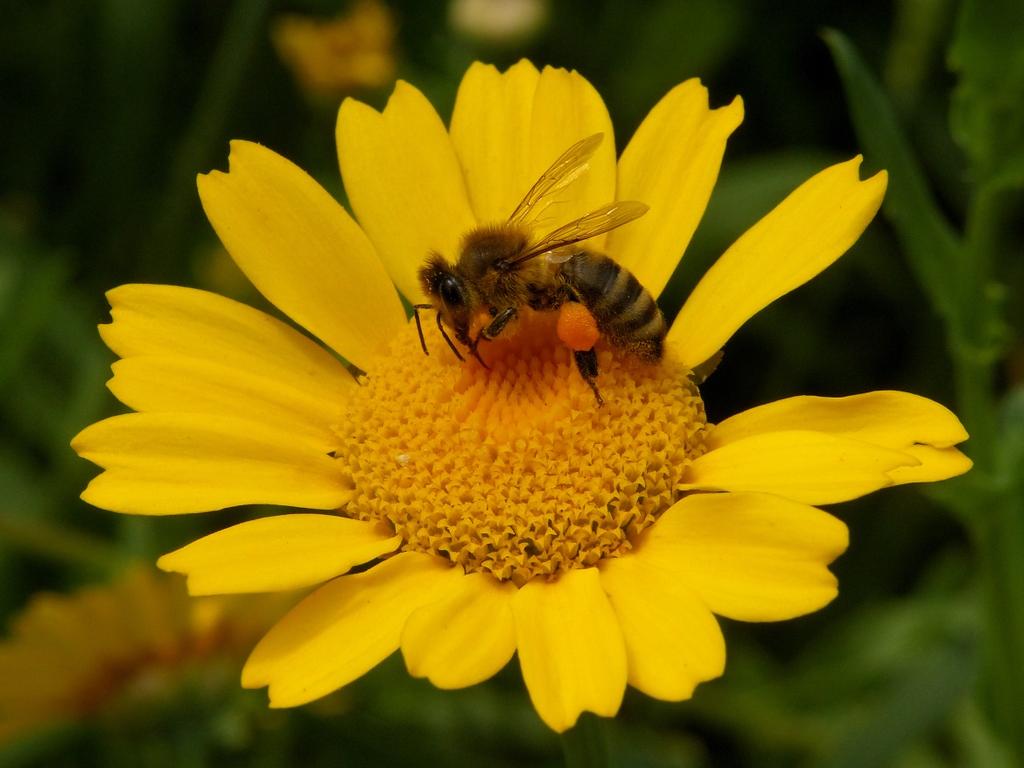 Ik ben benieuwd of de honingbijen dit jaar meer honing produceren dan gebruikelijk.