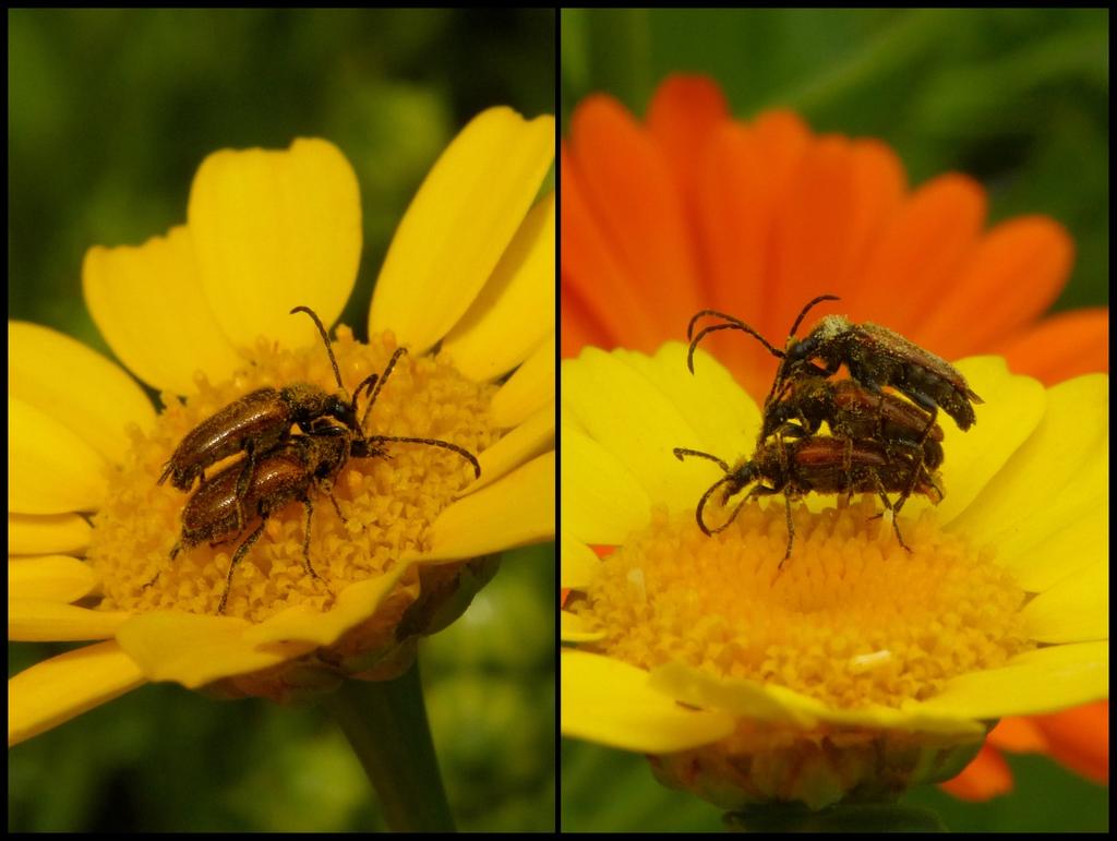 De tuinbladsnijder bekleedt haar nest niet alleen met gewone stukjes blad (van roos of wilde wingerd), maar ook met de gekleurde bloemblaadjes.