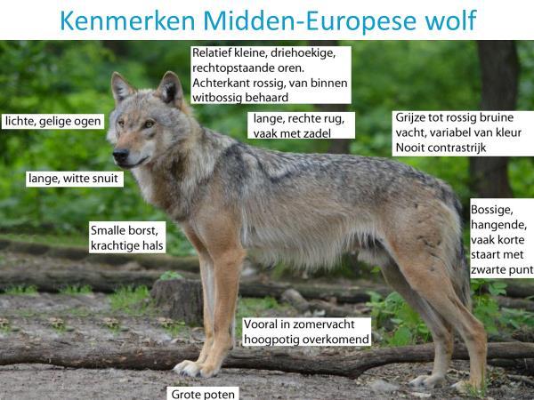 In 2015 werd de eerste wolf waargenomen in Nederland. Sindsdien wordt de wolf steeds vaker gezien. Eerder ging het nog om jaarlijks 1 waarneming van een wolf.