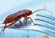 Kakkerlakken: dragers Salmonella Duitse kakkerlak voer gegeven met Salmonella erin: Tot 7 dagen na de test werd de