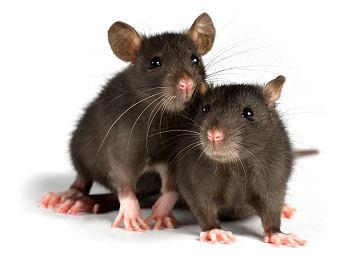 Resistentie (=verminderde gevoeligheid) Knaagdieren eten wel van gif (rodenticiden), maar