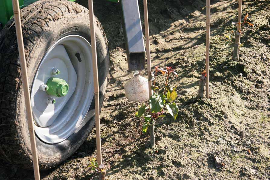 EXTRA BODEM EN BEMESTING Waarom en wanneer stalen nemen Boomkwekerijpercelen die dit voorjaar aangeplant werden nadat een groenbemester, stalmest of groencompost ondergewerkt werd, zullen in de