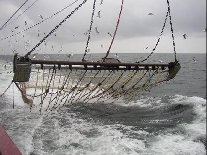 DE PULSKOR Samenvatting van het onderzoek naar de ontwikkeling van een alternatief vistuig voor de vangst platvis gebaseerd op het gebruik van elektrische stimuli. drs. M.